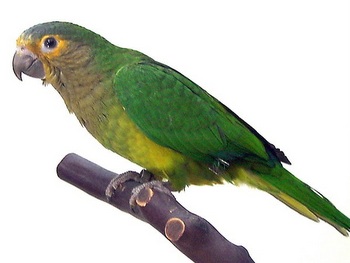Brown Throated Parakeet
