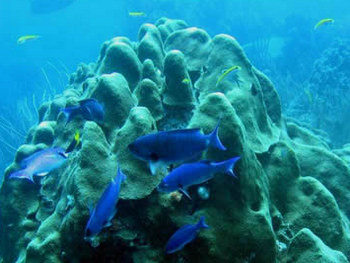 Snorkel and Dive, Margarita Island, Venezuela