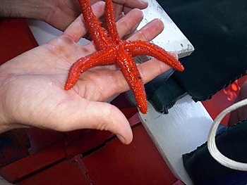 Walter's Swingin' Jeep Safari Tour - La Restinga Starfish